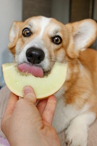 Frutas que seu cachorro pode comer 